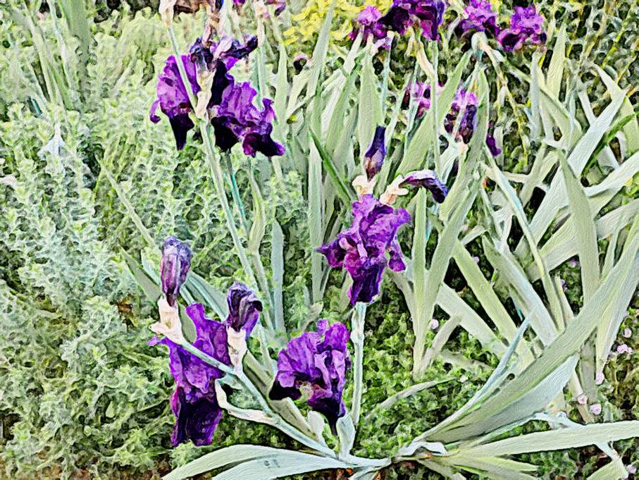 Ein Bild, das Pflanze, drauen, Garten, lila enthlt.

Automatisch generierte Beschreibung